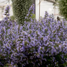 Nepeta Purrsian Blue 3 Litre